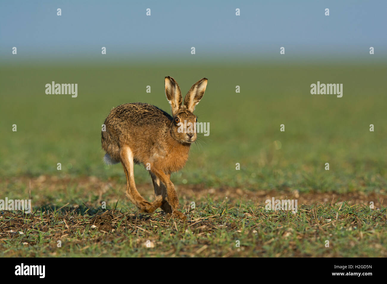 Brown, lepre Lepus europaeus, North Norfolk Marzo Foto Stock