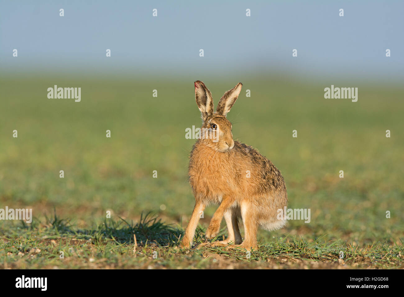 Brown, lepre Lepus europaeus, North Norfolk Marzo Foto Stock