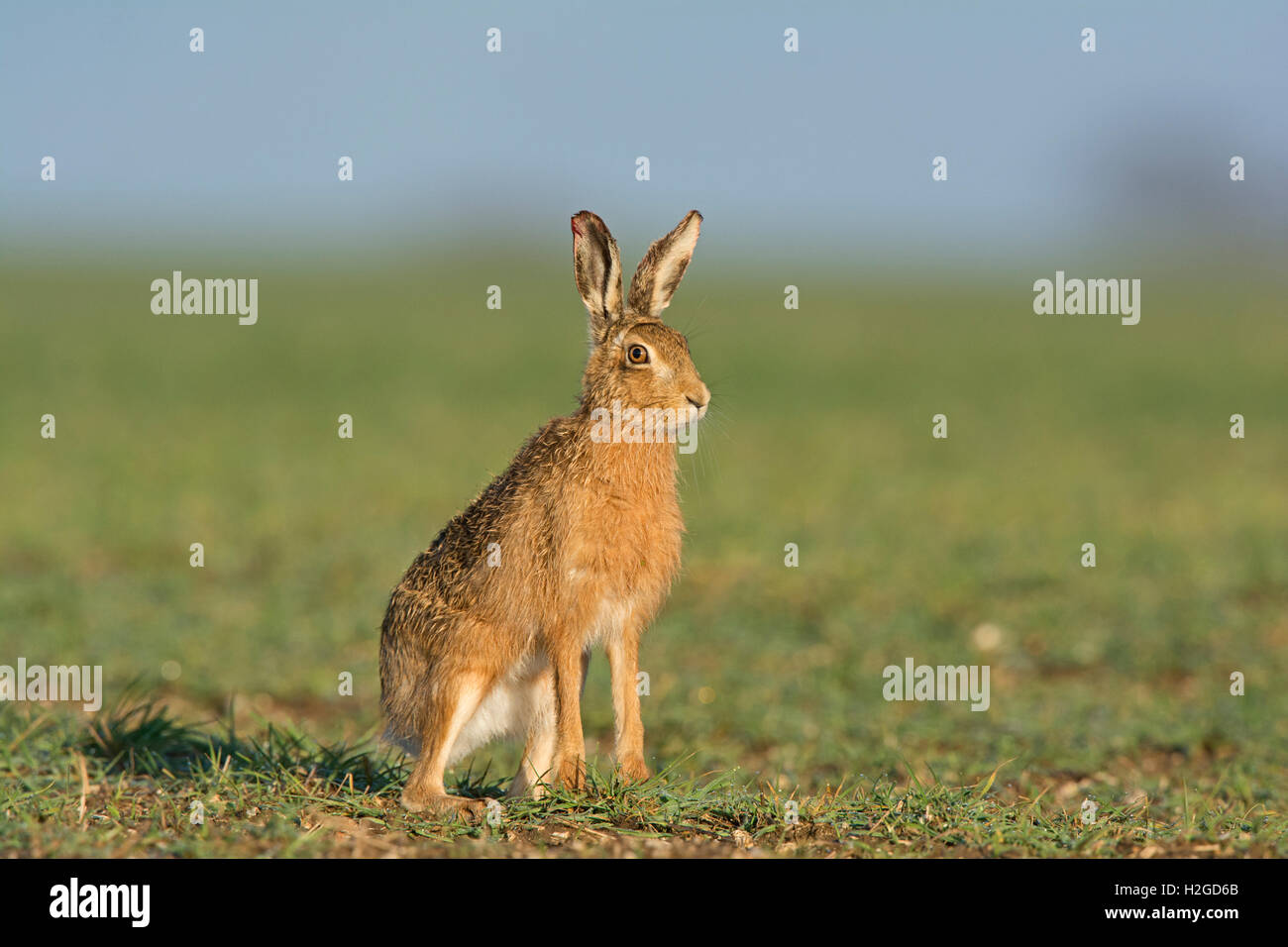 Brown, lepre Lepus europaeus, North Norfolk Marzo Foto Stock