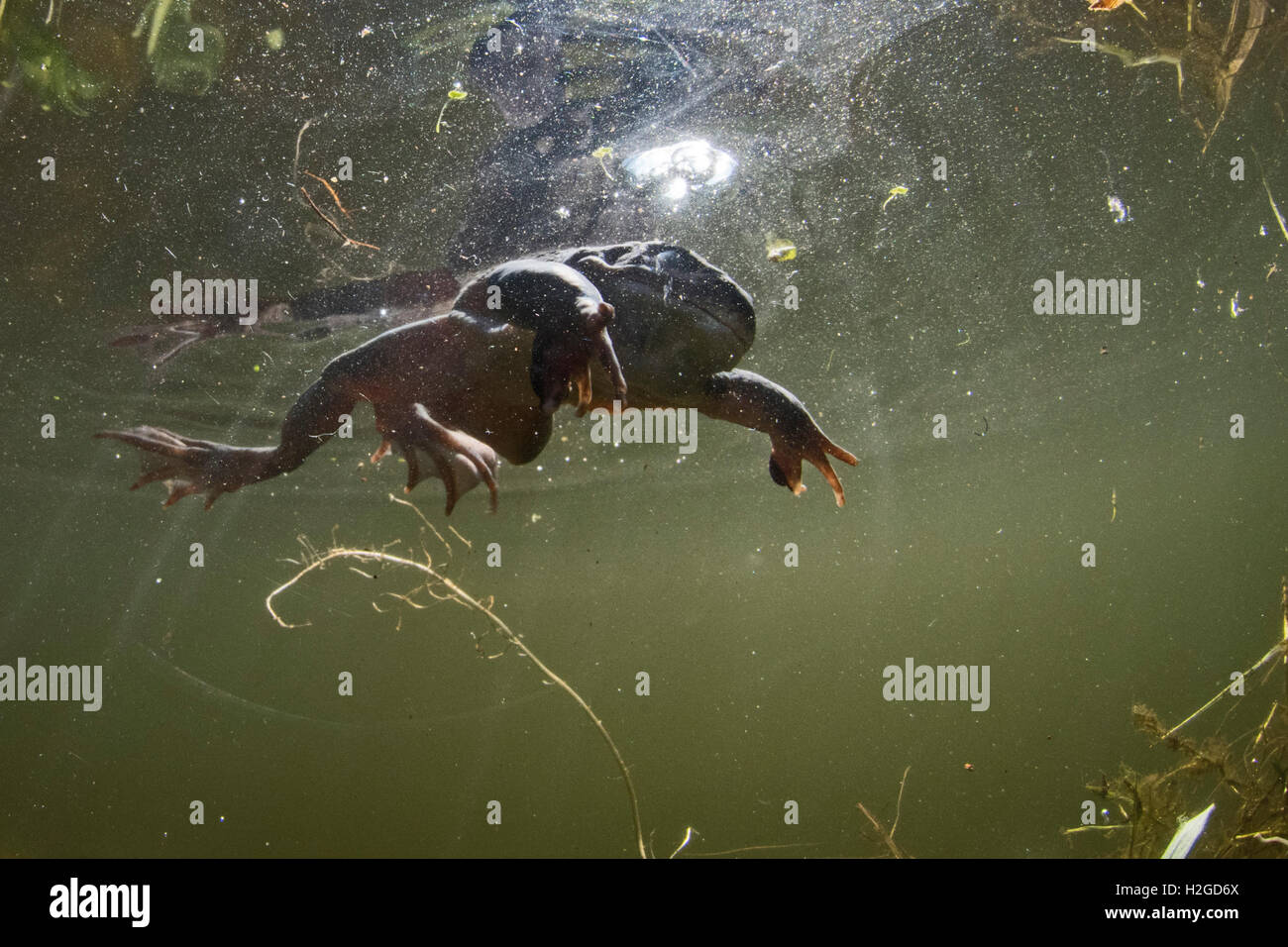 Rana comune, rana temporaria il rilascio delle bolle di ossigeno in stagno nella primavera del North Norfolk Foto Stock