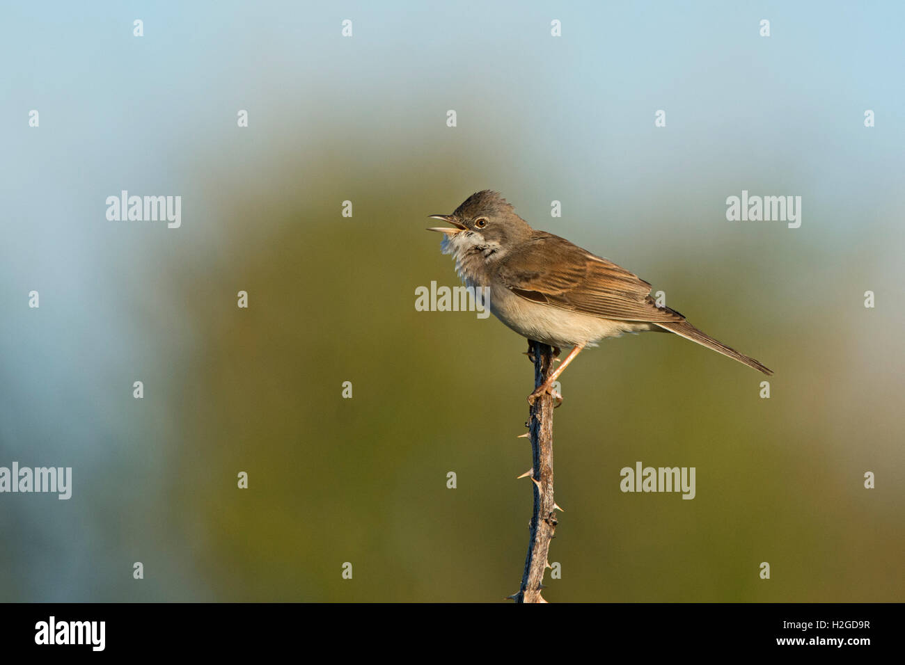 Whitethroat, Sylvia curruca nella canzone North Norfolk può Foto Stock