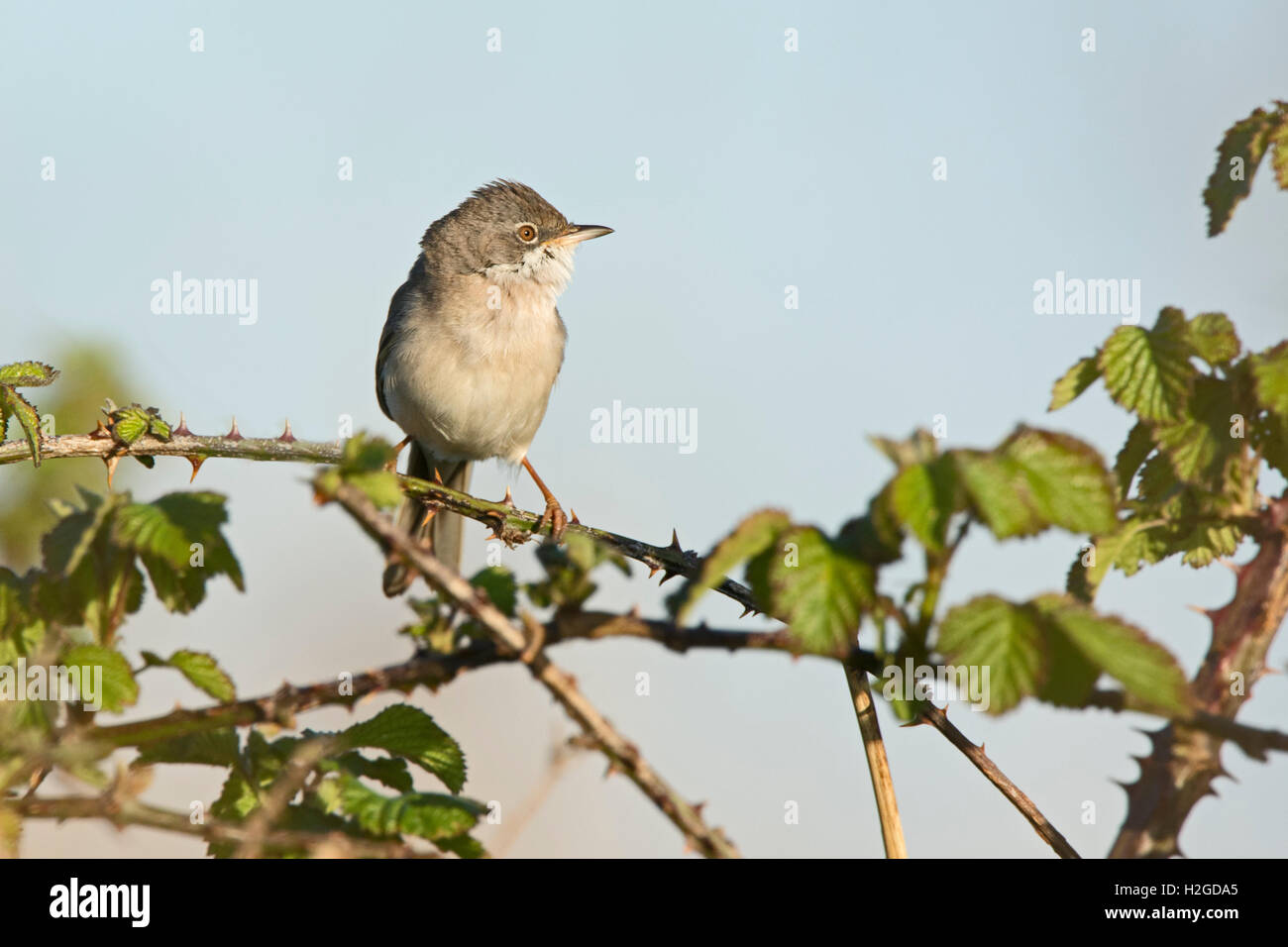 Whitethroat, Sylvia curruca nella canzone North Norfolk può Foto Stock