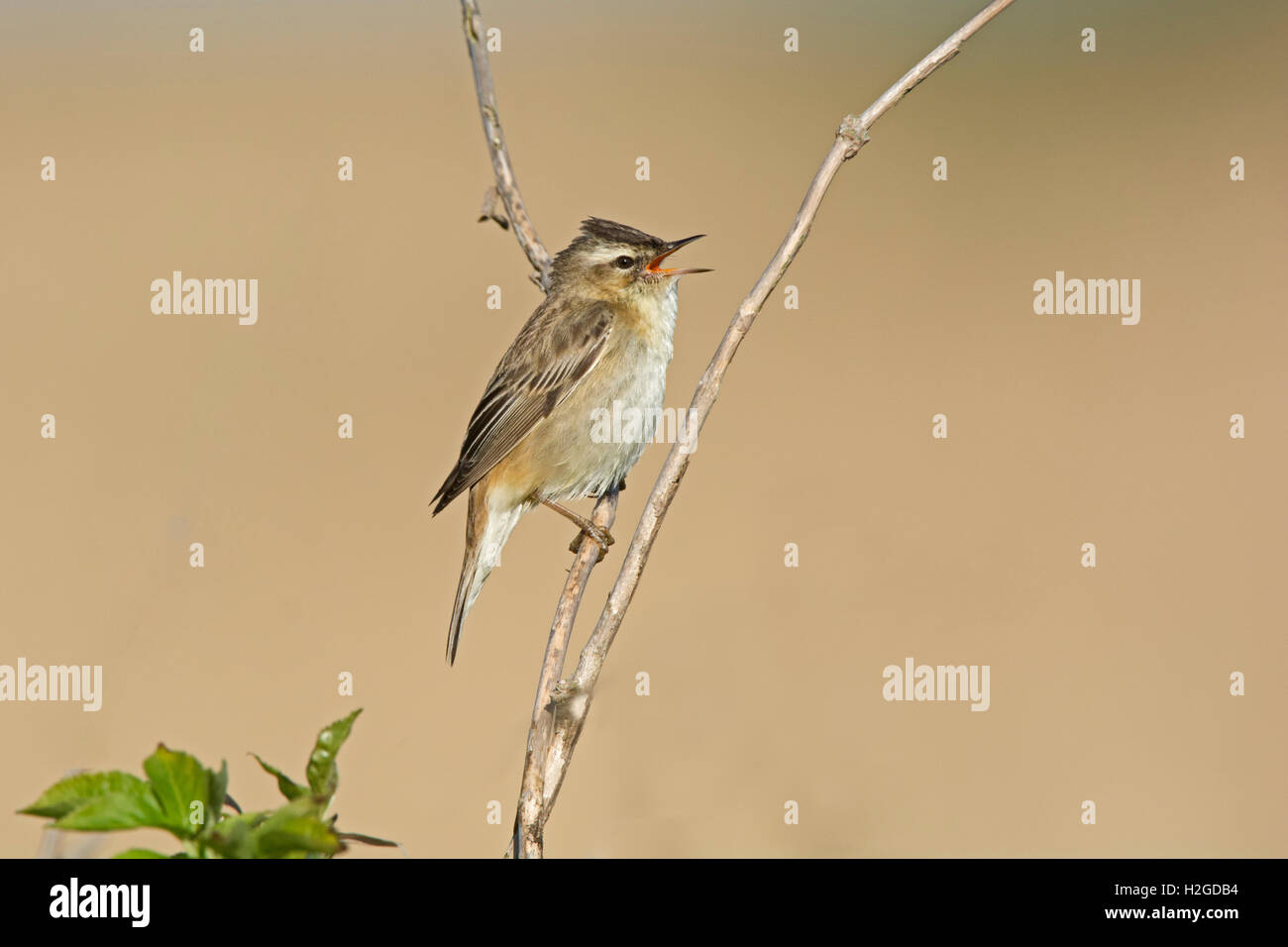 Sedge trillo, Acrocephalus schoenobaenus cantando in reedbed North Norfolk può Foto Stock