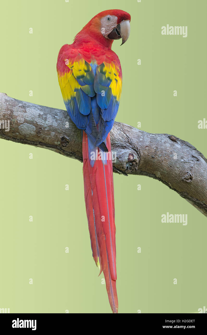 Immagine di un Scarlet Macaw (Ara macao) prese nella parte occidentale di Panama. Foto Stock