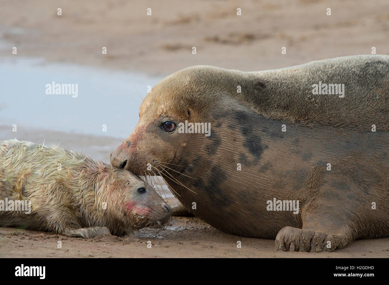 Guarnizione grigio pup Halichoerus grypus iless di 1 ora il vecchio essendo curato da madre Donna Nook Lincolnshire Foto Stock
