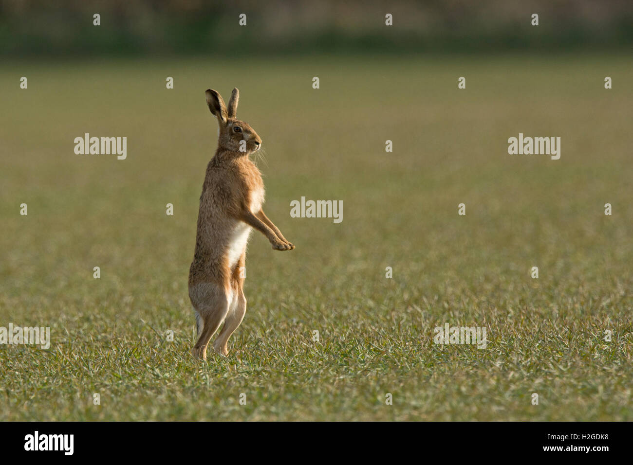 Brown lepre Lepus europaeus Norfolk Marzo Foto Stock