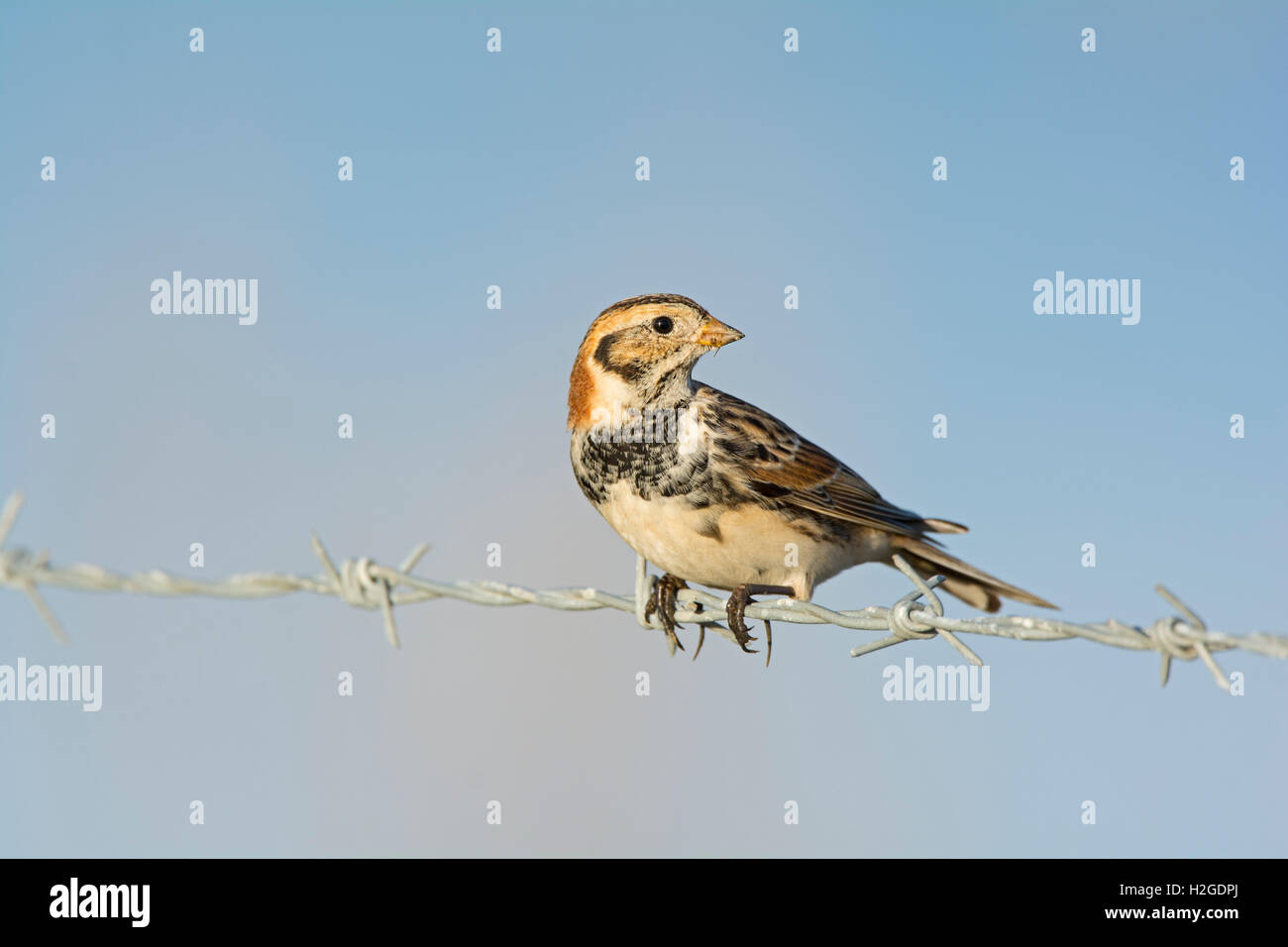 Lapland Bunting Calcarius lapponicus maschio di svernamento a Blakeney North Norfolk Marzo Foto Stock