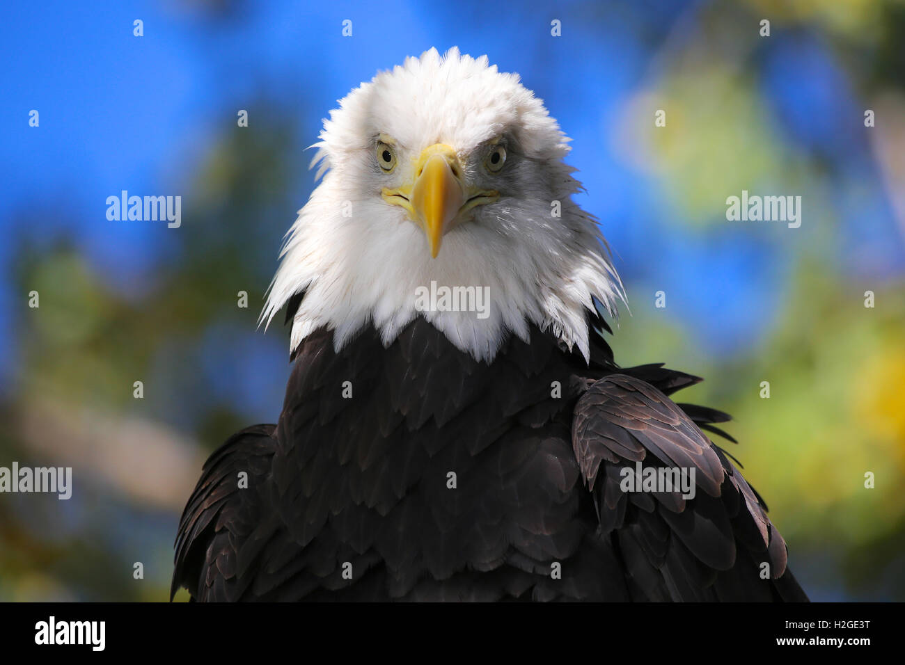 Aquila calva profilo anteriore closeup con cielo blu nella struttura ad albero Foto Stock