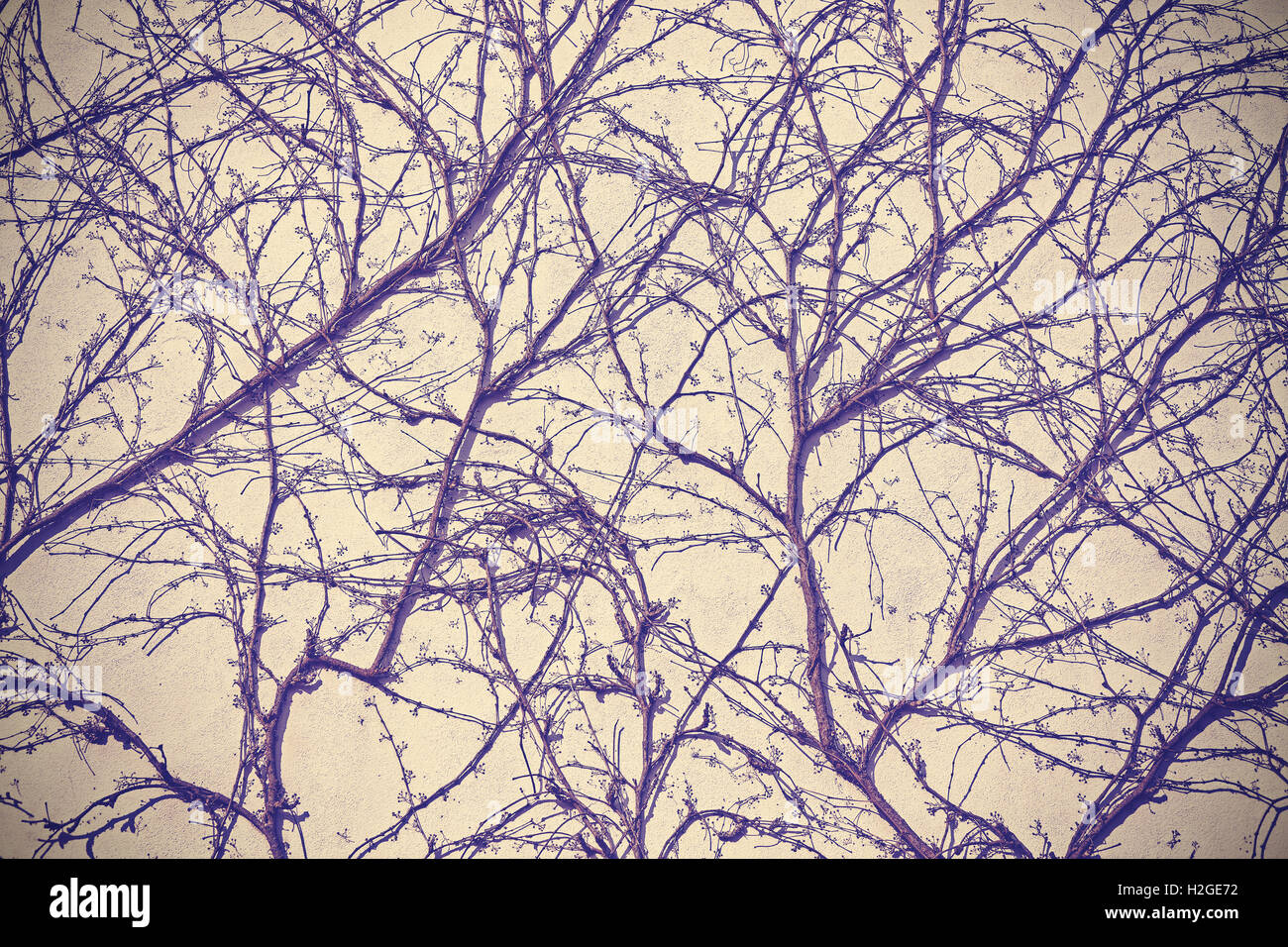 Lo spunto da fermi impianto appassiti sulla parete di sfondo, vintage viola filtro applicato. Foto Stock