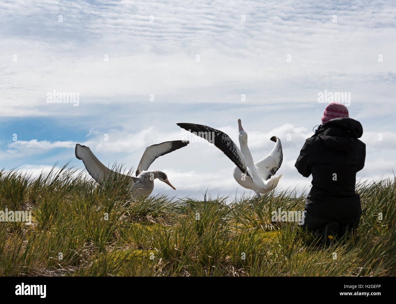 I turisti fotografare Albatro errante's Bay di isole della Georgia del Sud Foto Stock