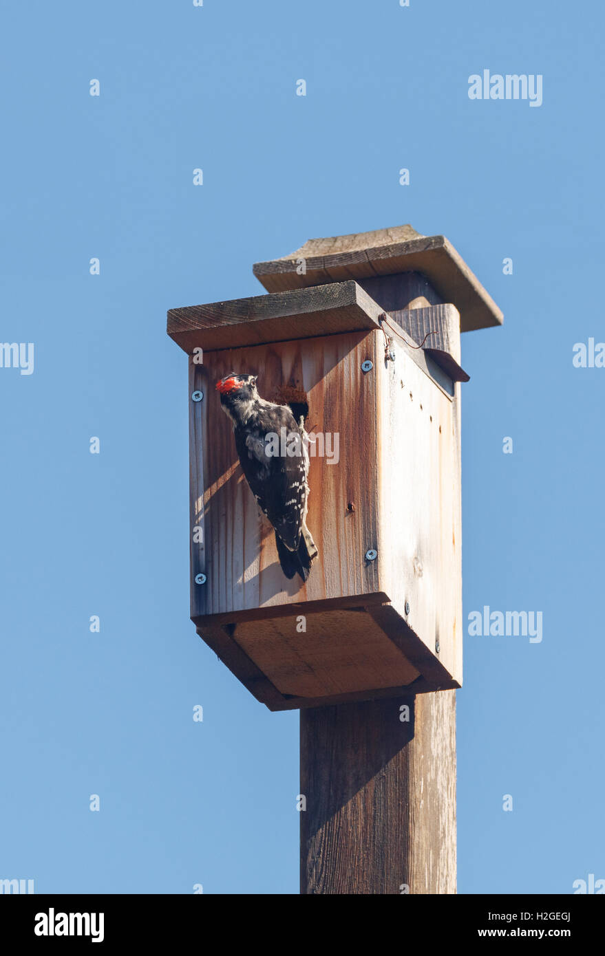 Maschio picchio roverella e fatti in casa birdhouse in legno Foto Stock