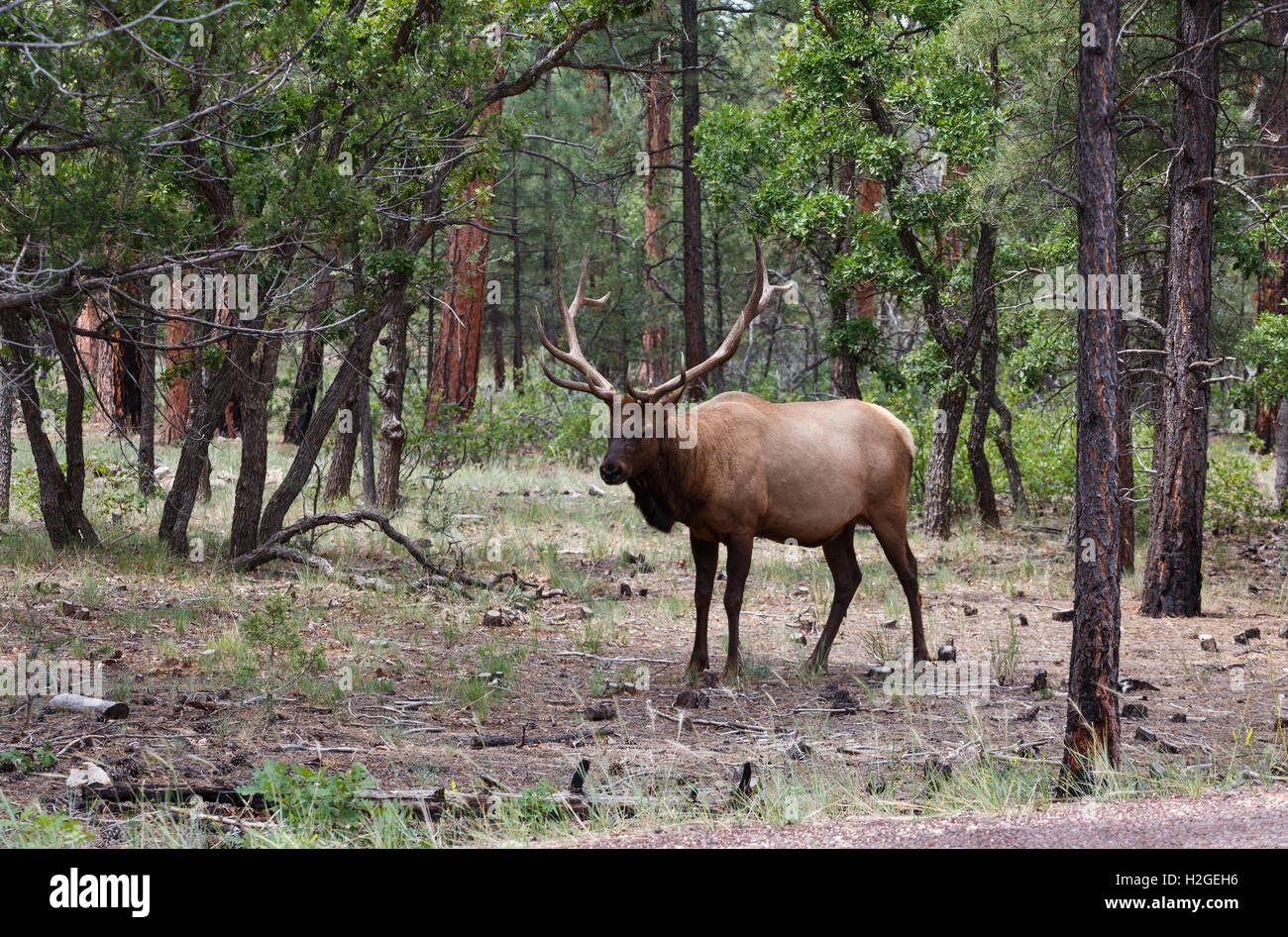 Alce maschio al Grand Canyon National Park. Foto Stock