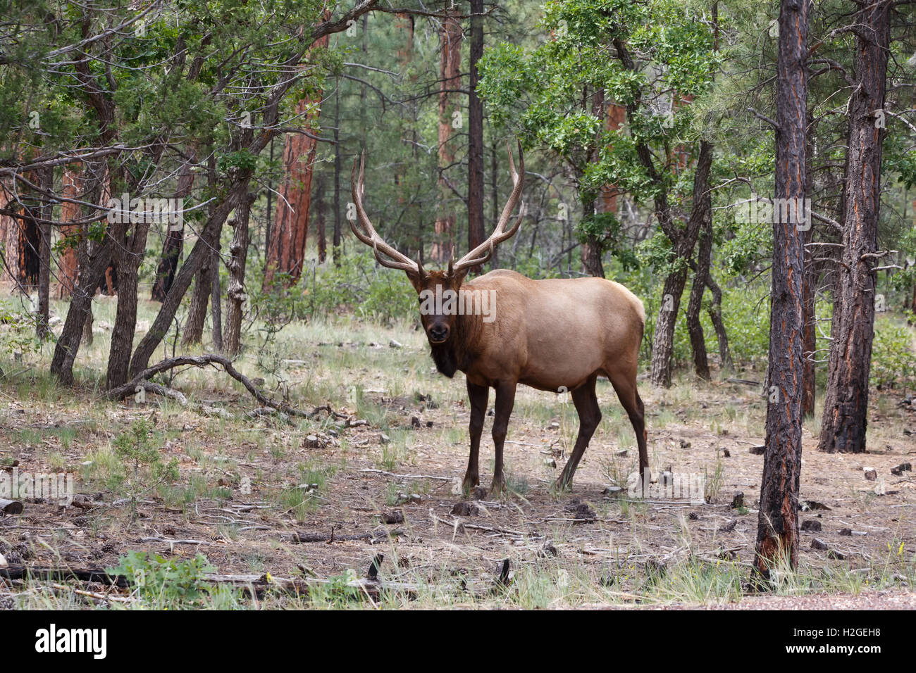 Alce maschio al Grand Canyon National Park. Foto Stock