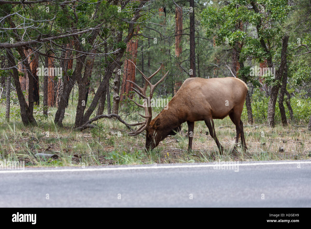 Alce maschio al Grand Canyon National Park. Foto Stock
