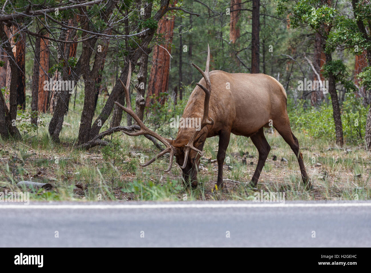 Alce maschio al Grand Canyon National Park. Foto Stock