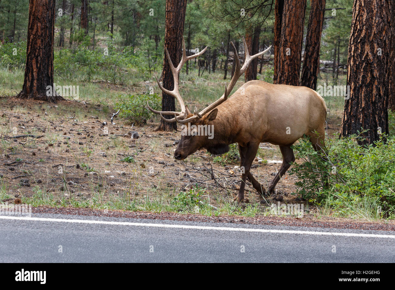 Alce maschio al Grand Canyon National Park. Foto Stock
