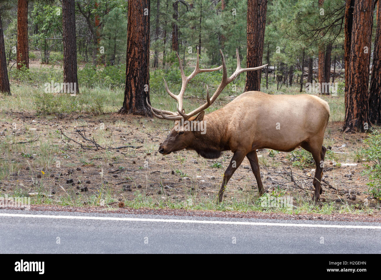 Alce maschio al Grand Canyon National Park. Foto Stock