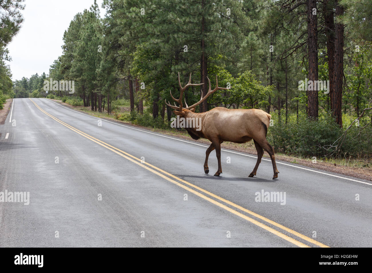 Alce maschio al Grand Canyon National Park. Foto Stock