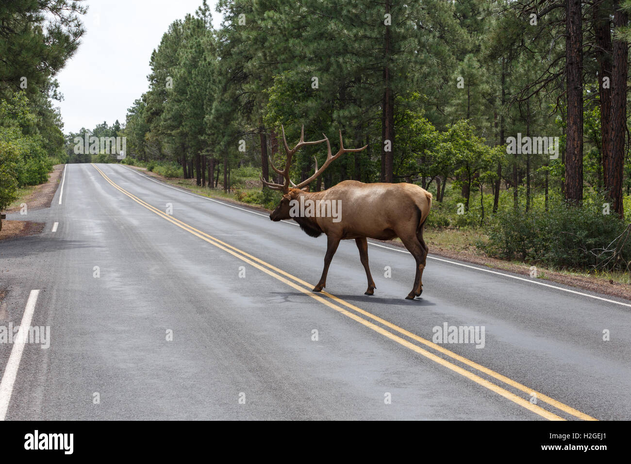 Alce maschio al Grand Canyon National Park. Foto Stock
