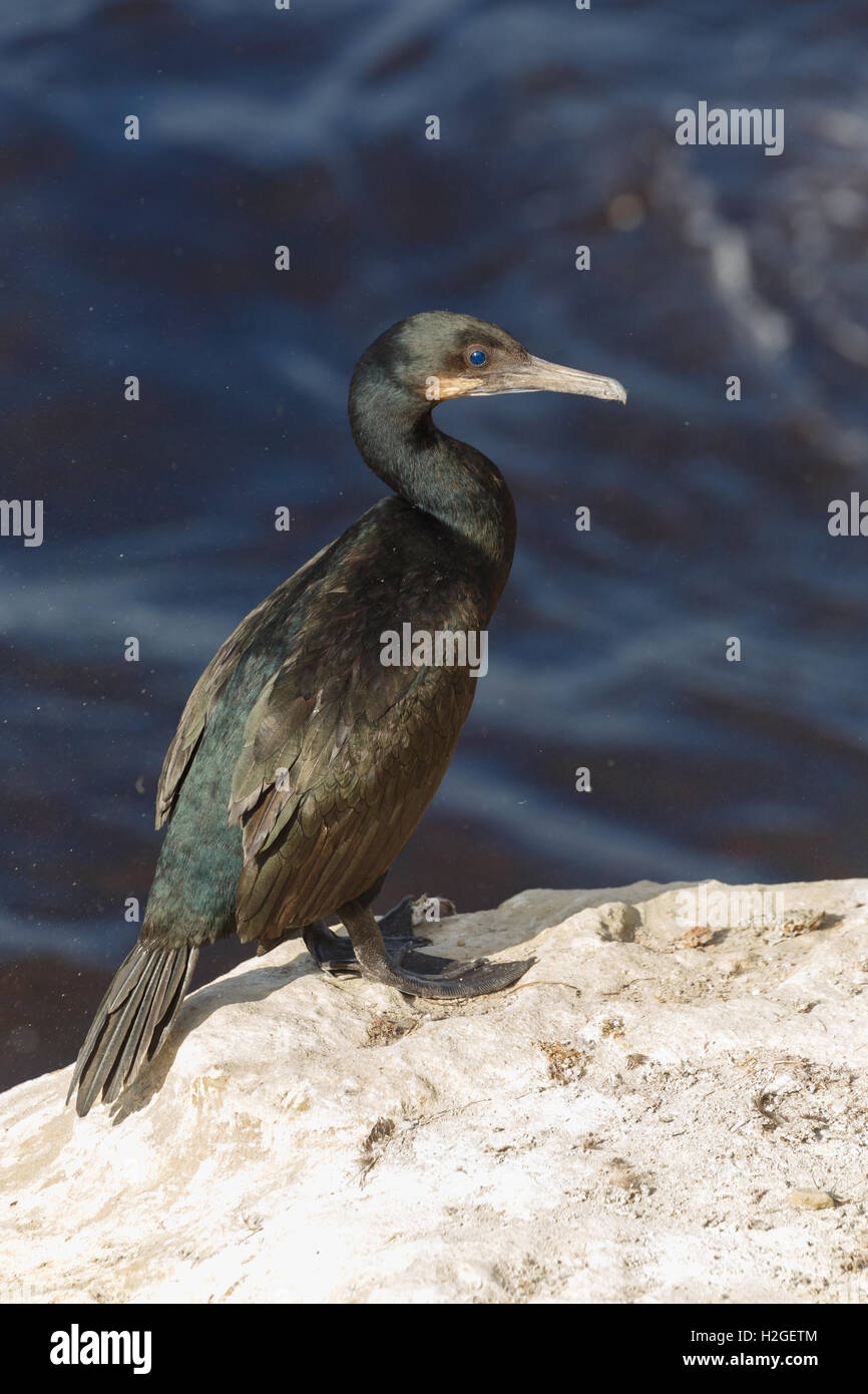 Brandt il cormorano (Phalacrocorax penicillatus), la Jolla Beach, California, Stati Uniti d'America Foto Stock