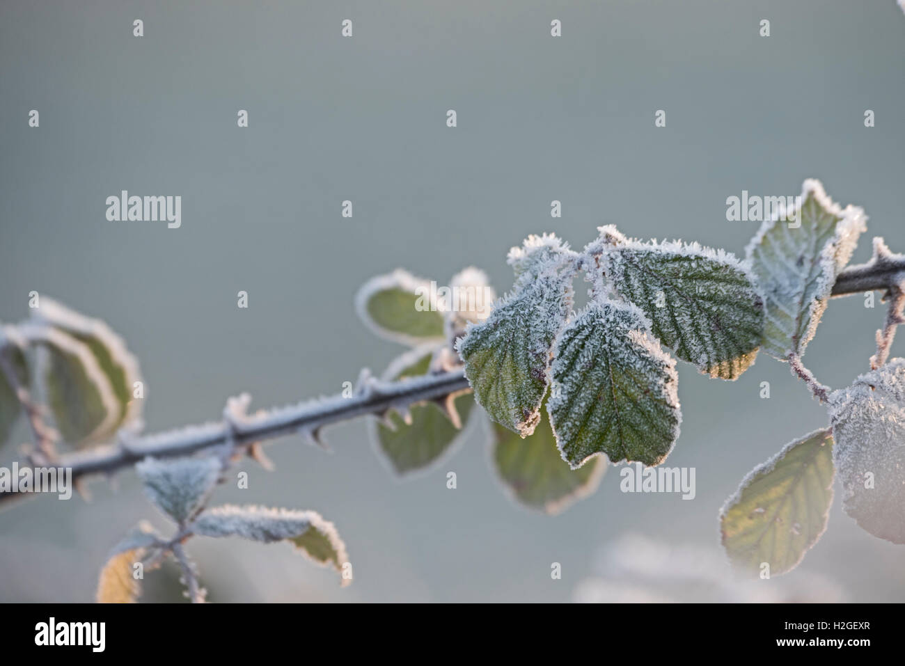 La brina su Rovo foglie Glaven Valley Norfolk UK Winter Foto Stock