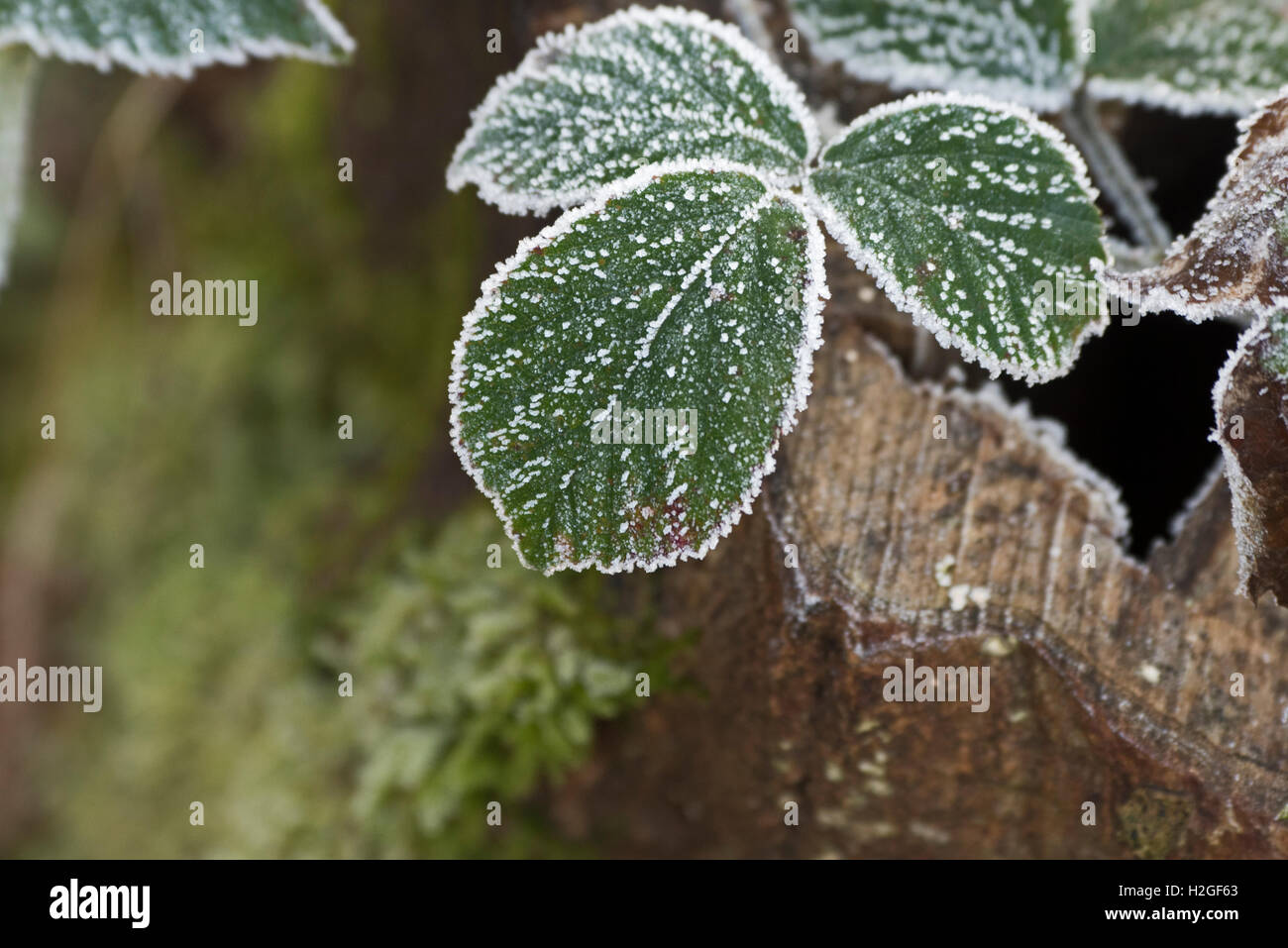 La brina su Rovo foglie Glaven Valley Norfolk UK Winter Foto Stock