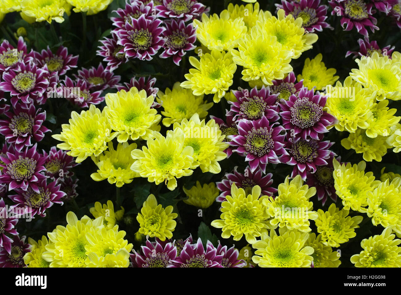 Crisantemo Swan soleggiato e discoteca sul display. Foto Stock