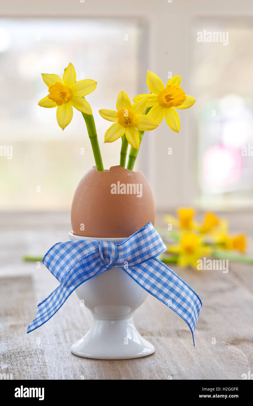 Narciso giallo nel guscio delle uova Foto Stock