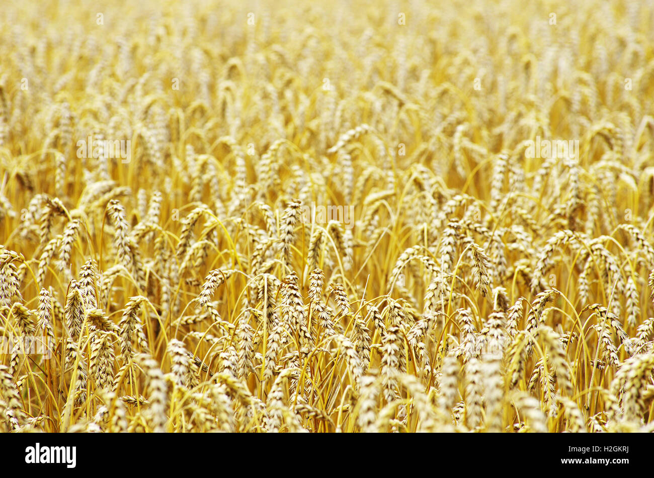 grano Foto Stock