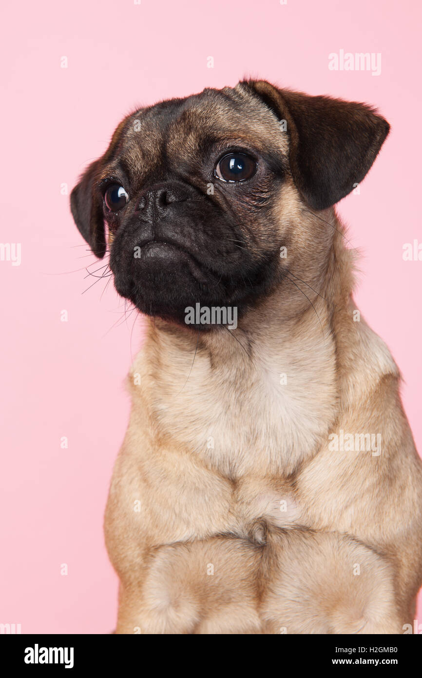 Puppy pug su sfondo rosa Foto Stock
