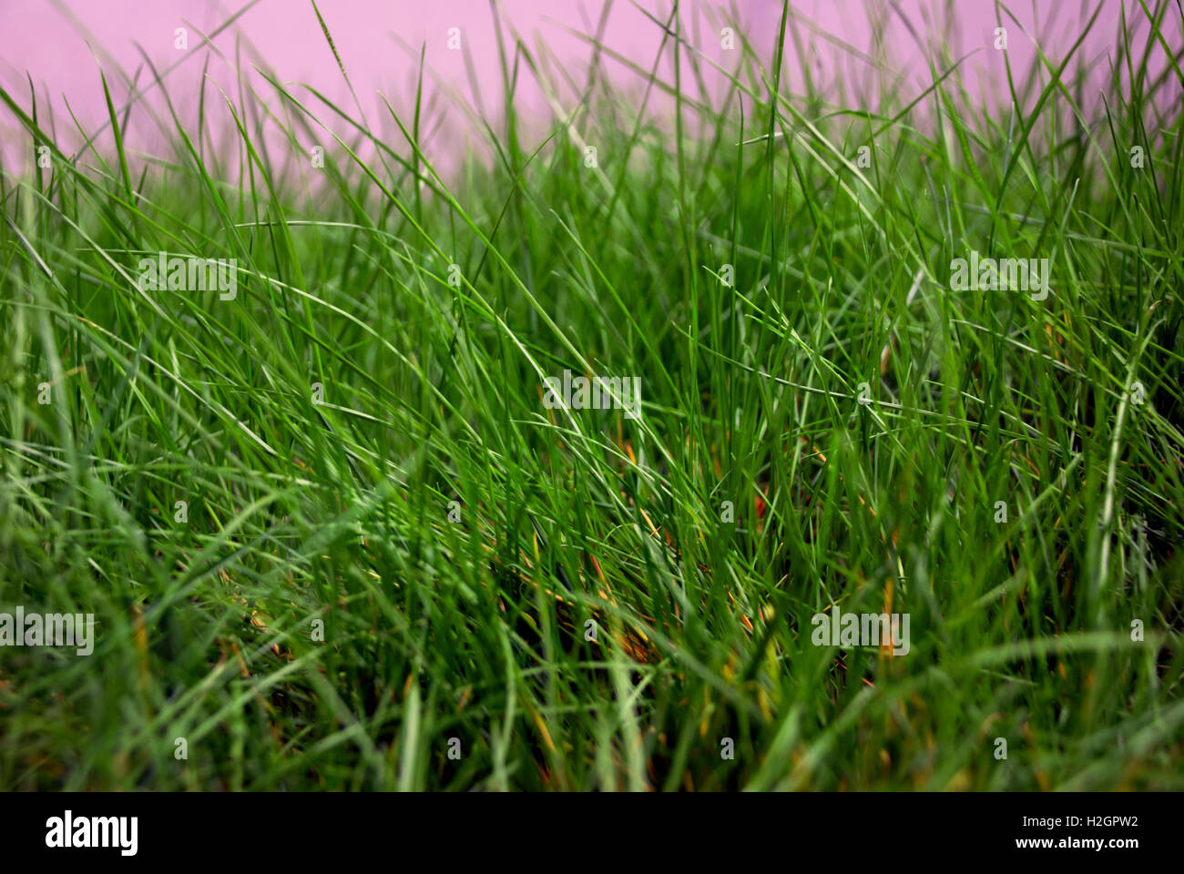 Sullo sfondo di un prato verde, la profondità di campo ridotta.astratti sfondi naturali di bellezza bokeh di fondo ed erba verde.Erba Foto Stock