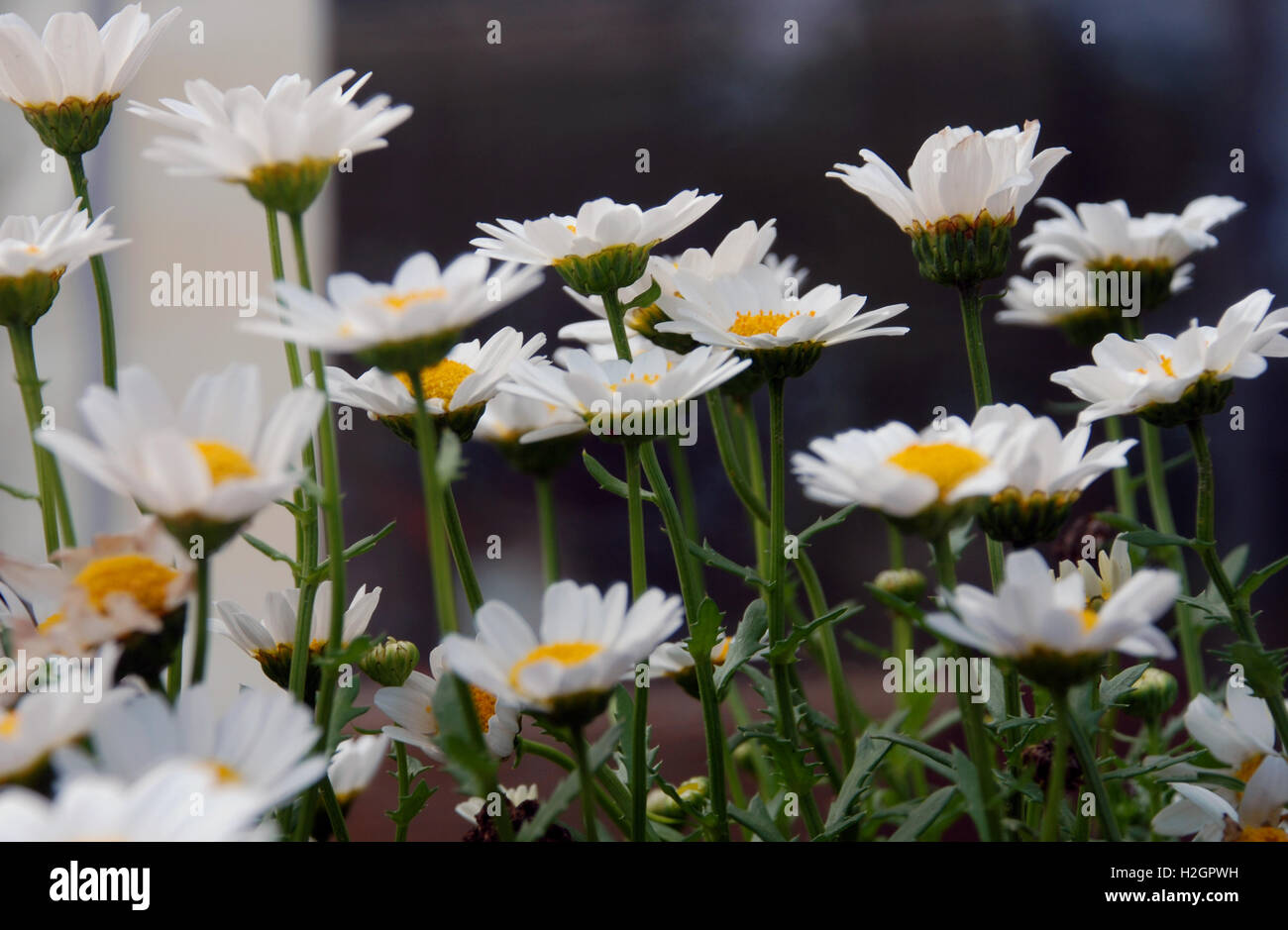 Campo di Daisy bianca fiori. Foto Stock