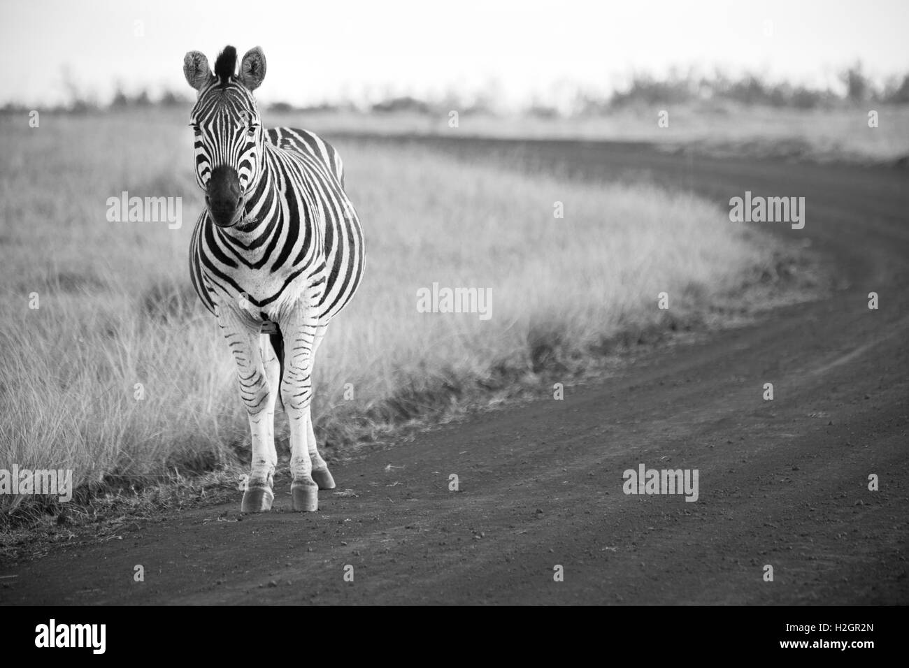 Zebra sorge su una strada sterrata in bianco e nero Foto Stock