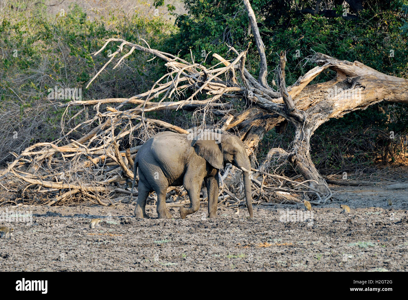 Elefante africano (Loxodonta africana), Kanga Camp, Parco Nazionale di Mana Pools, Mashonaland occidentale provincia, Zimbabwe Foto Stock