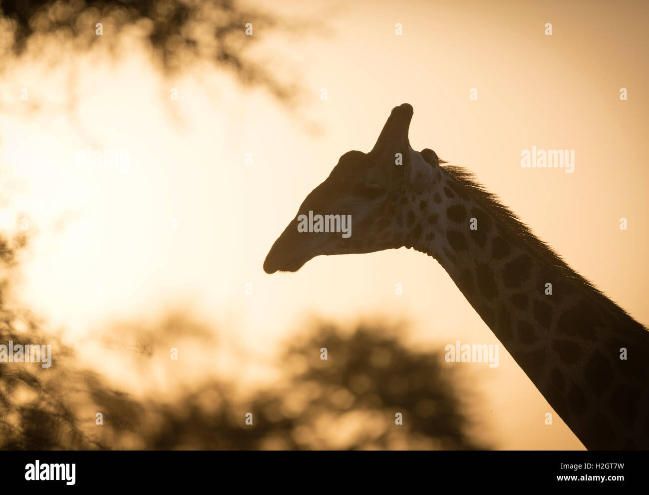 Giraffe al tramonto, retroilluminato, Timbavati Game Reserve, Sud Africa Foto Stock