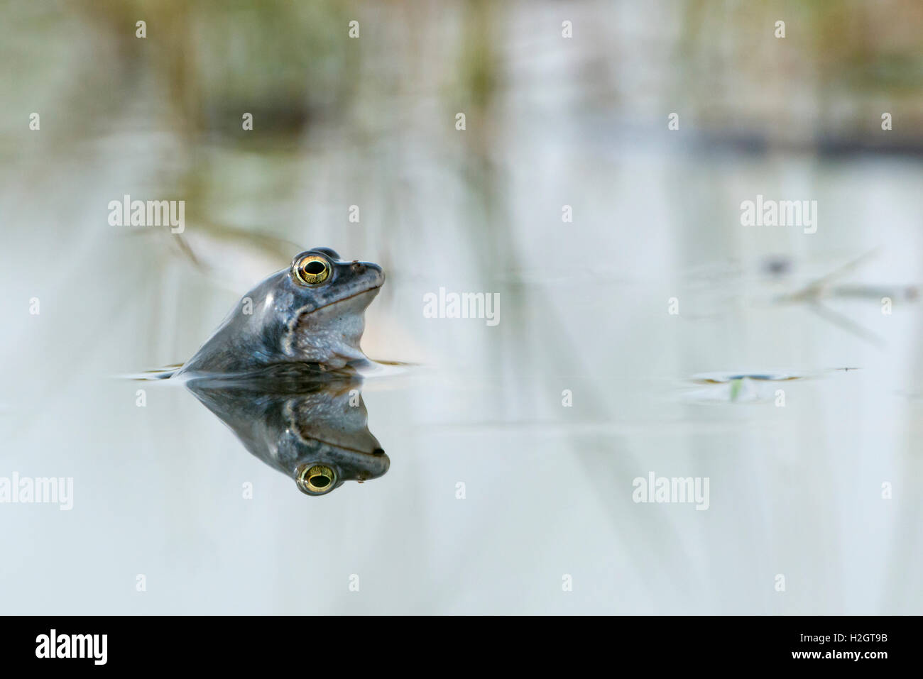 Moor frog (Rana arvalis) in acqua, riflessione, Dümmer vedere, Diepholz, Bassa Sassonia, Germania Foto Stock