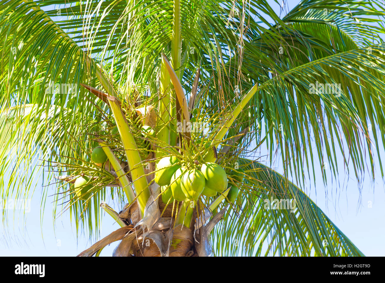 Palma da cocco (Cocos nucifera) con noci di cocco verde, Cayo Santa Maria, Cuba, Antille Maggiori, dei Caraibi Foto Stock