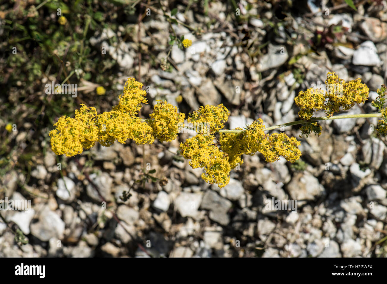 Lady's Bedstraw, Galium verum, Surrey, Regno Unito Foto Stock
