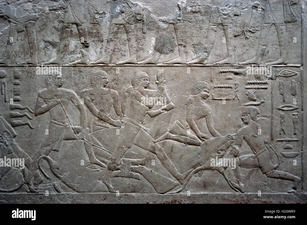 L'Egitto. Necropoli di Saqqara. Mastaba di Mereruka, sacerdote del faraone Teti. 2.340 A.C. Rilievo raffigurante un bue alla macellazione. Sesta dinastia. Antico Regno. Foto Stock