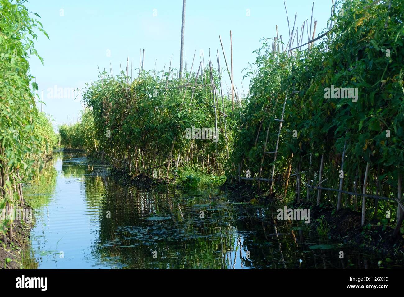 Pomodori campi flottante al Lago Inle - Birmania Foto Stock