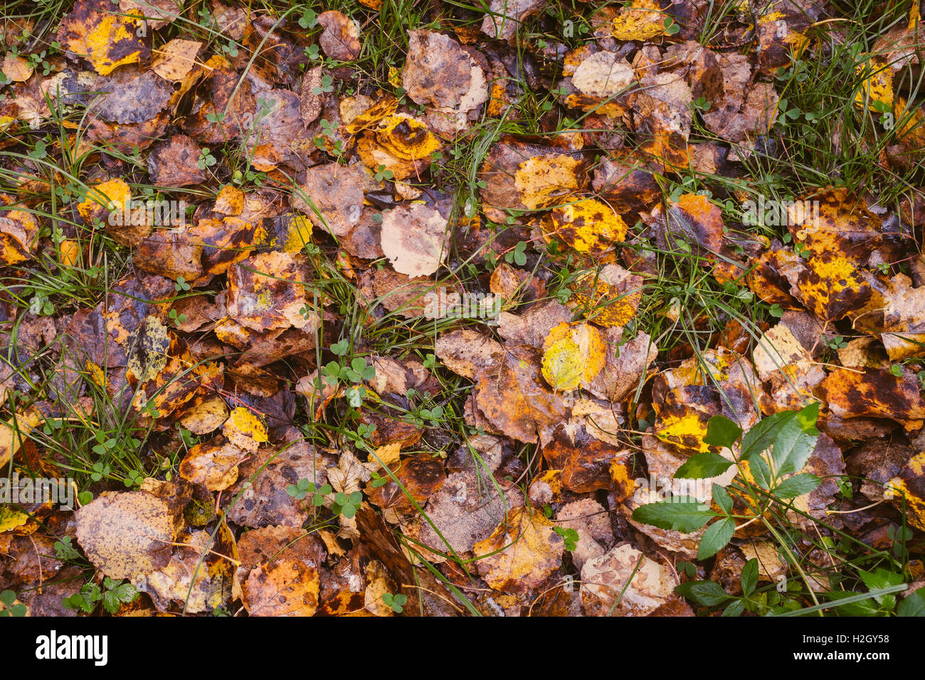 Vista dall'alto di un umido le foglie di autunno su erba, sullo sfondo di caduta Foto Stock