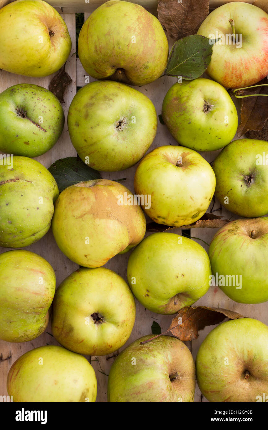 Varie fresco verde mele biologiche in una riga come un naturale ancora in vita per una sana e cibo vegetariano disposti in una scatola di legno Foto Stock