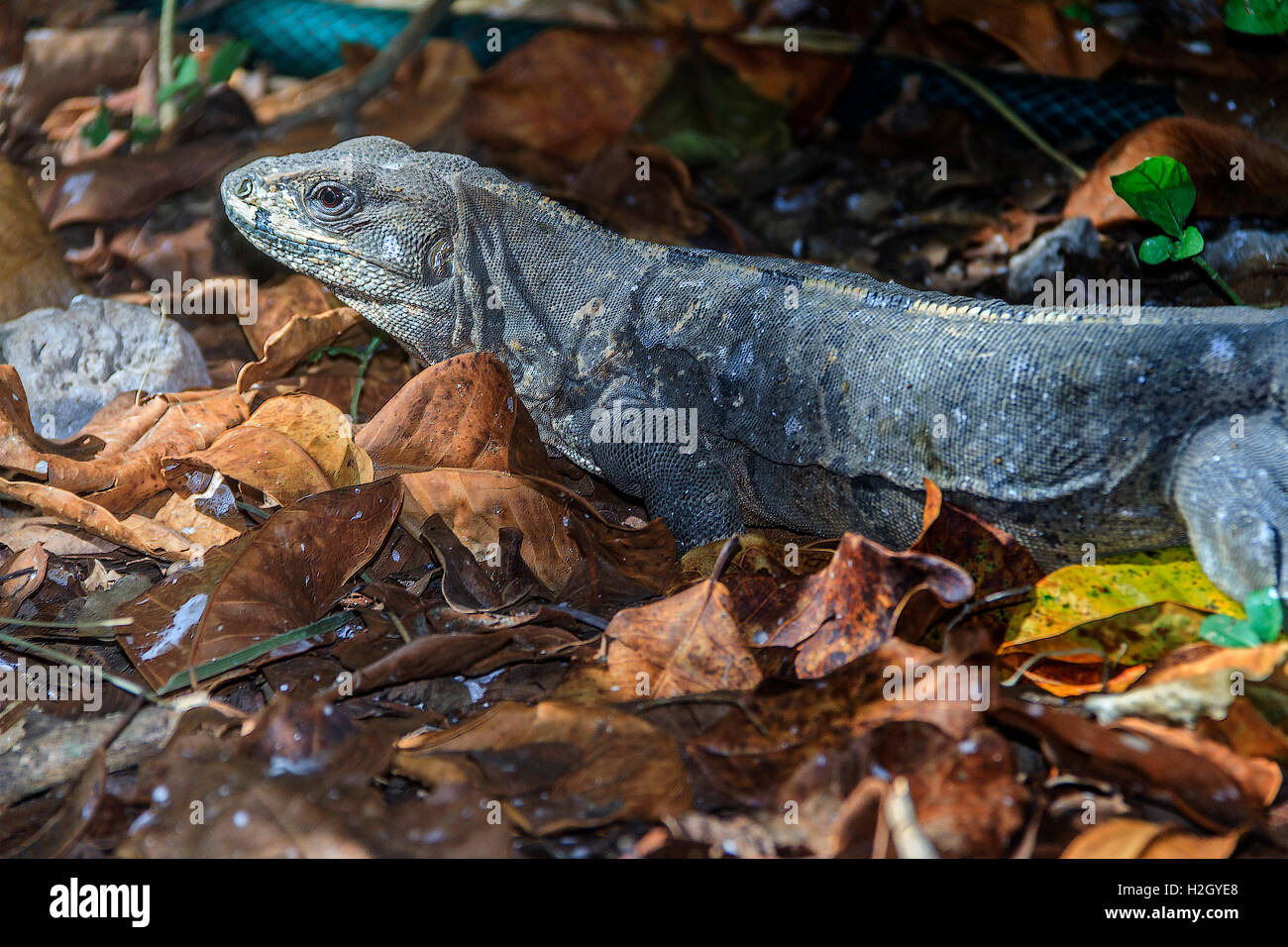 Iguana ( squamate reptile) Yucatan Messico Foto Stock