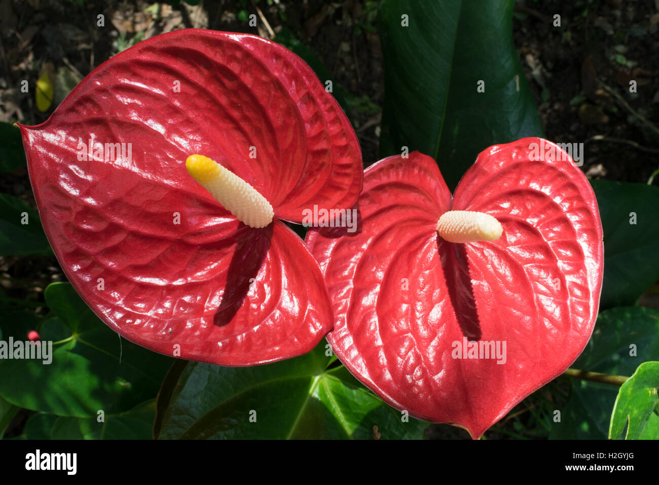 Flamingo lily (anthurium andraeanum) a un giardino di Hong Kong Foto Stock