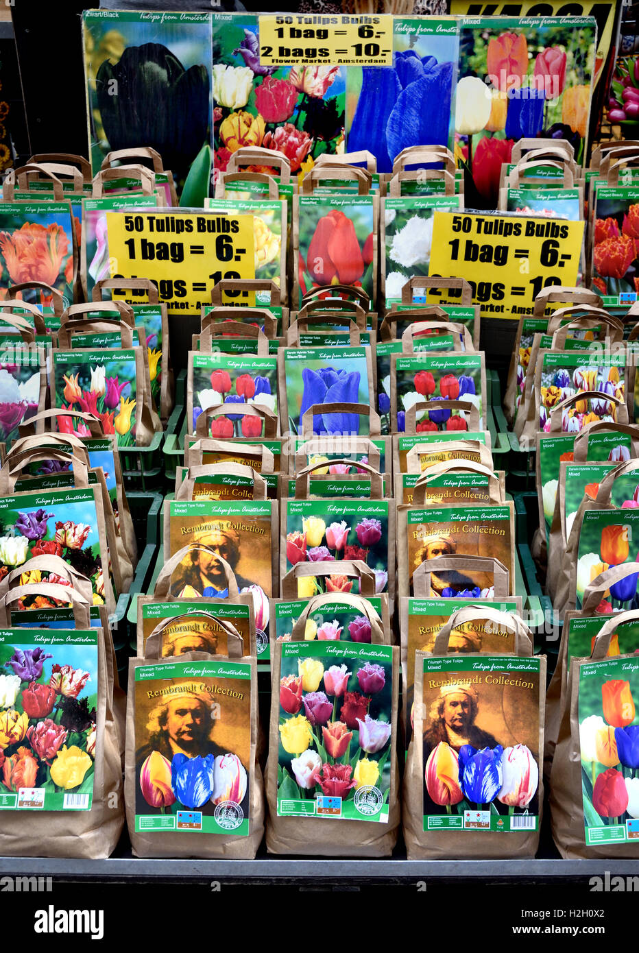 Il mercato dei fiori di Rembrandt tulip lampadine sul Singel Amsterdam Paesi Bassi Foto Stock