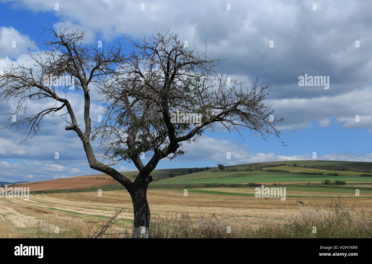 Struttura a confine di campo Foto Stock