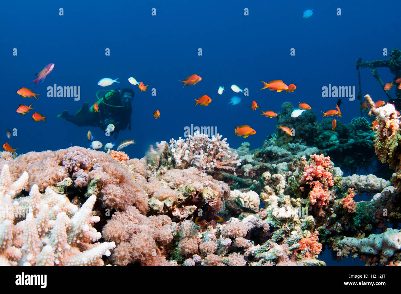 Pesce e subacqueo a una barriera corallina, fotografati a 10m, Mar Rosso, Eilat, Israele Foto Stock