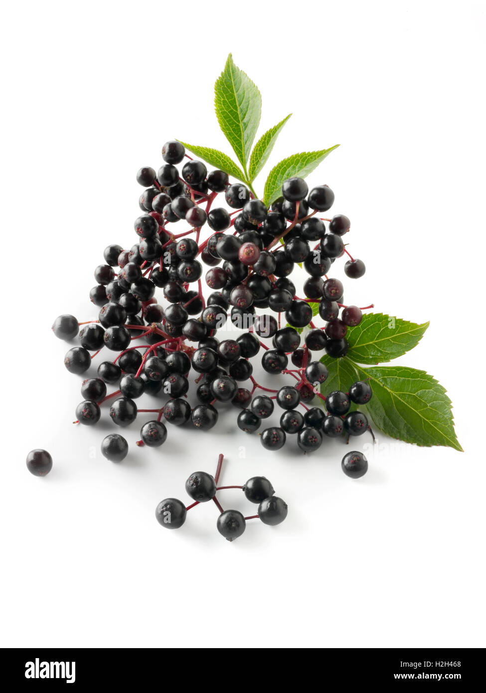 Raccolti freschi o di sambuco bacche di sambuco frutti con foglie (Sambucus) contro uno sfondo bianco Foto Stock