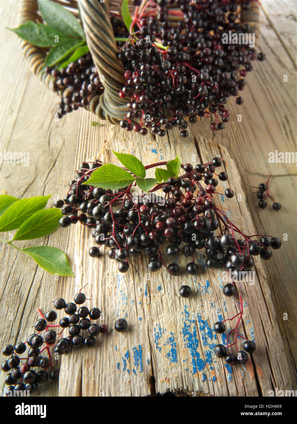 Raccolti freschi o di sambuco bacche di sambuco frutti con foglie (Sambucus) Foto Stock
