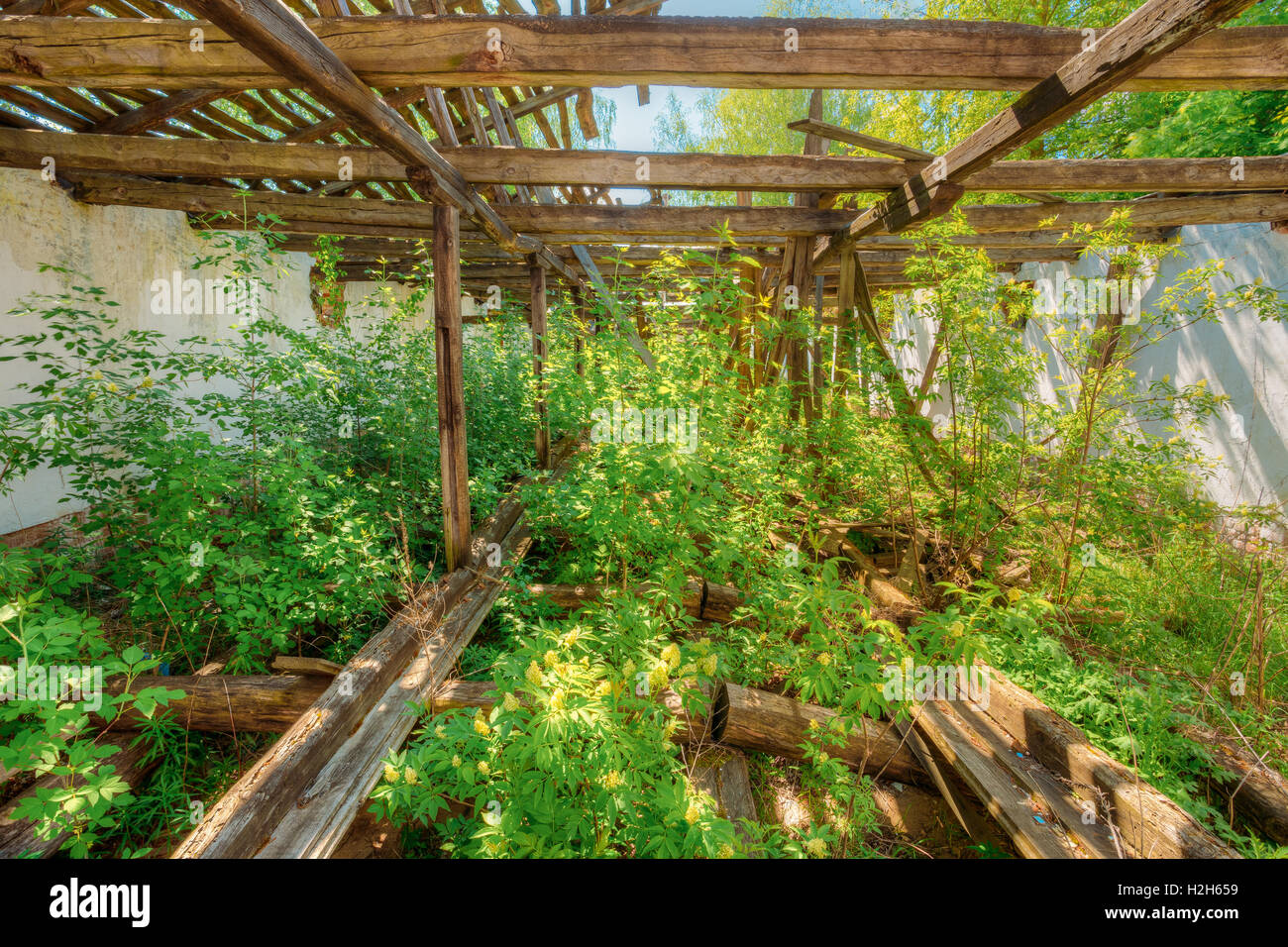 Conseguenze della contaminazione nucleare evacuata in area rurale dopo il disastro di Chernobyl. Le rovine ricoperta di abbandono di Hou Foto Stock